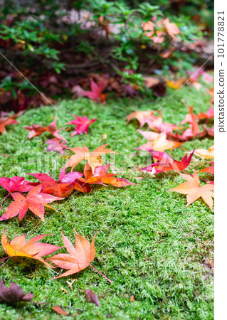 Autumn leaves at Koetsu-ji Temple in Kitayama, Kyoto City Fallen maple leaves 101778821