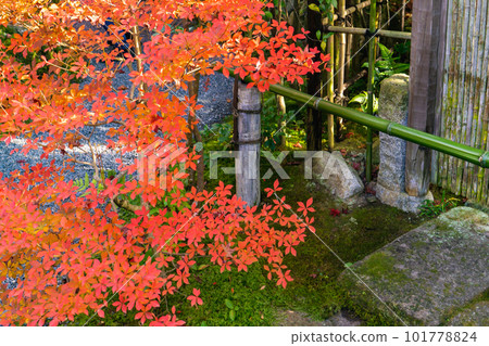 京都市北山光越寺的秋葉 enkianthus perulatus 的秋葉 101778824