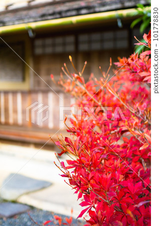 Autumn leaves of Koetsu-ji Temple in Kitayama, Kyoto City Enkianthus azalea at Honamian 101778830