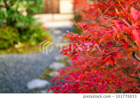 Autumn leaves of Koetsu-ji Temple in Kitayama, Kyoto City Enkianthus perulatus at Daikyoan 101778833