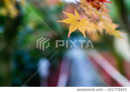 京都市北山 Koetsu-ji 寺的秋葉 Momiji 在路上 101778835