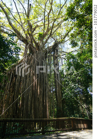 凱恩斯的壯麗窗簾無花果樹一日遊 101779012