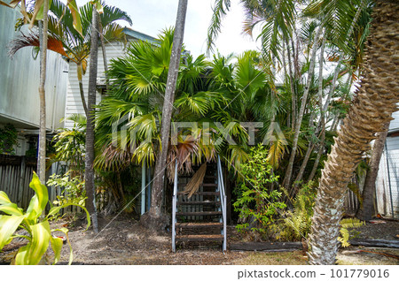 Mysterious tree-covered dwellings in Australia Mysterious tree-covered dwellings in Australia 101779016