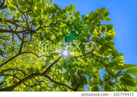 日本橫濱城市景觀 陽光和白玉蘭清新的綠色。生態意象、善良之心、熱愛自然…… 日本橫濱城市景觀 陽光和白玉蘭清新的綠色。生態意象、善良之心、熱愛自然…… 101779433