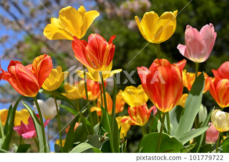Tulip Tulip 101779722