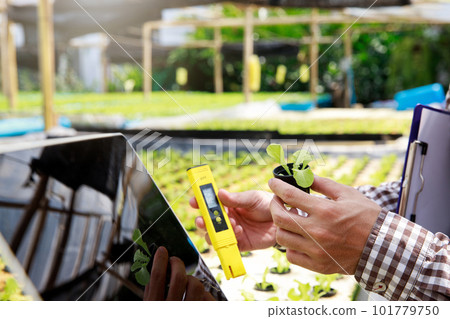 Smart agriculture technology concept - Farmer ckecking water ph value of organic hydroponic red oak in plant nursery farm. Smart agriculture 101779750