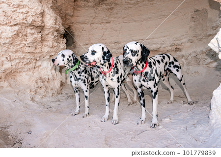 Portrait of three beautiful young Dalmatian dogs standing in a cave 101779839