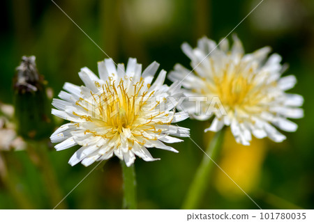 白色香蕉蒲公英 101780035