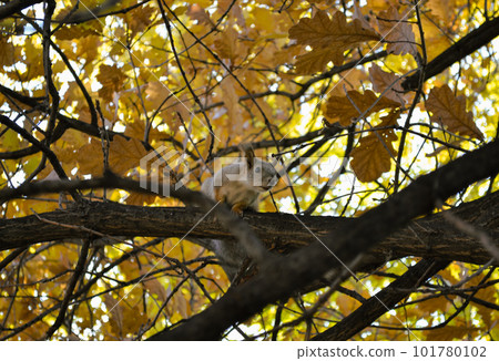 Curious cute squirrel sits on a branch of an autumn tree 101780102