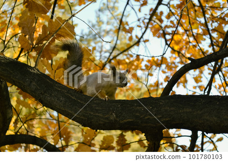 Curious cute squirrel sits on a branch of an autumn tree 101780103