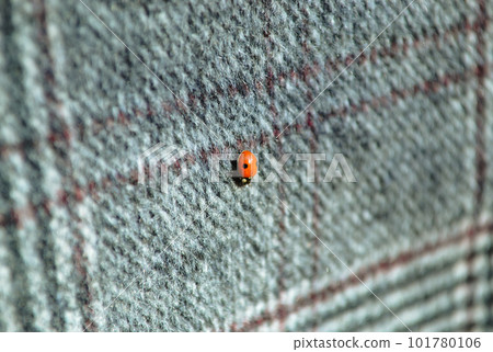 Orange ladybug sits on a woolen checkered material Orange ladybug sits on a woolen checkered material 101780106
