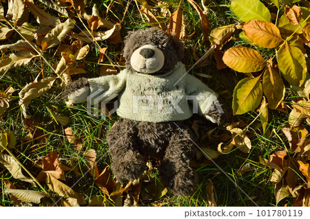A teddy bear in a sweater lies on the lawn among fallen leaves in autumn A teddy bear in a sweater lies on the lawn among fallen leaves in autumn 101780119