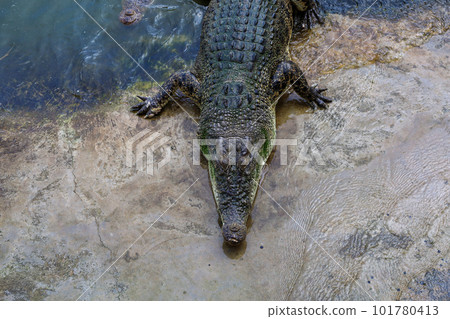 The salt crocodile is stay near the river The salt crocodile is stay near the river 101780413