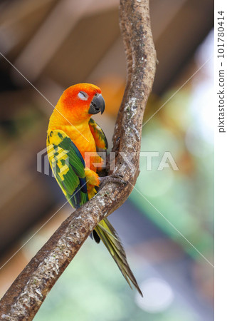 The mini parrot bird on floor The mini parrot bird on floor 101780414