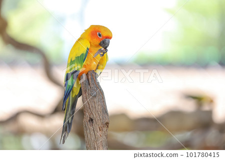 The mini parrot bird on floor The mini parrot bird on floor 101780415