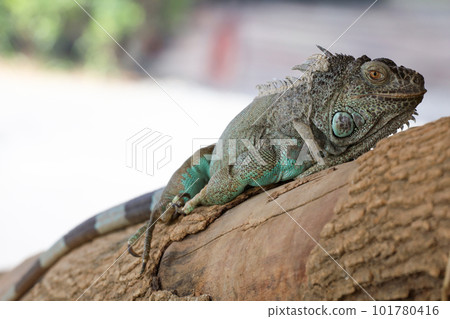 close up Iguana on dry wood 101780416