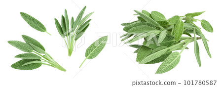 fresh sage herb isolated on white background with full depth of field, Top view. Flat lay 101780587
