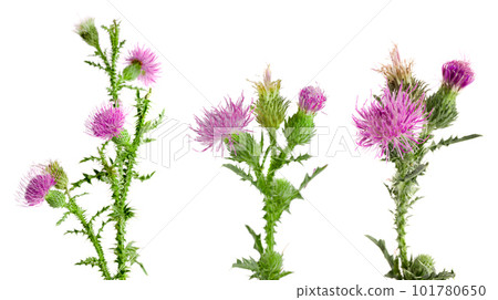 Flower thistle isolated on white background macro 101780650
