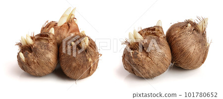 crocus bulb isolated on white background macro 101780652