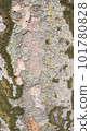 Mossy zelkova tree trunk 101780828