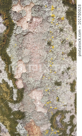 Mossy zelkova tree trunk 101780828