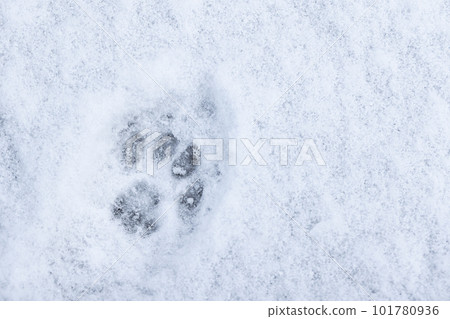 Cat footprint is in the snow, close-up photo Cat footprint is in the snow, close-up photo 101780936