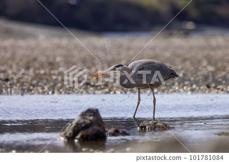 Heron standing in water fishing for food. 101781084