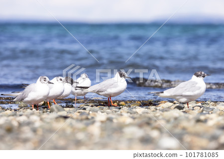 Small White Birds on the Pacific Ocean Coast 101781085