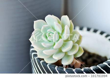 Kalanchoe, Kalanchoideae or Crassulaceae or K blossfeldiana or Magnoliophyta or succulent or cactus Kalanchoe, Kalanchoideae or Crassulaceae or K blossfeldiana or Magnoliophyta or succulent or cactus 101781094