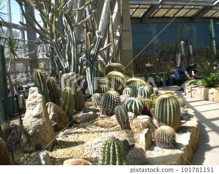 仙人掌生長在植物園的殖民地 仙人掌生長在植物園的殖民地 101781151