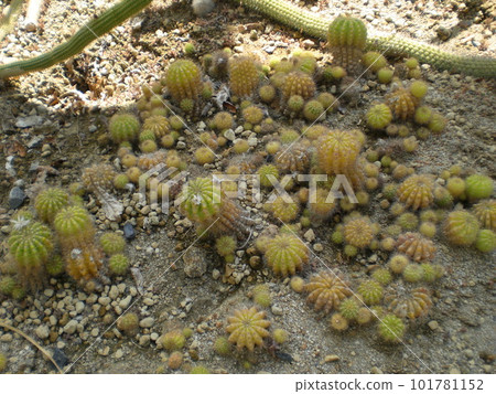 Small cactus growing in clusters Small cactus growing in clusters 101781152