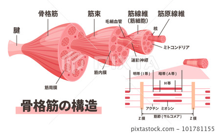 肌肉結構圖 101781155