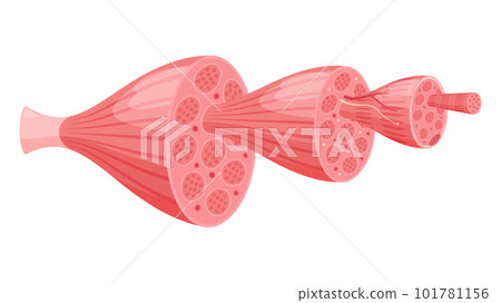 illustration of muscle structure illustration of muscle structure 101781156