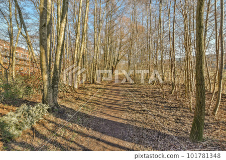 trees in the woods with sun shining through them and shadows on the ground, as if it's not clear 101781348