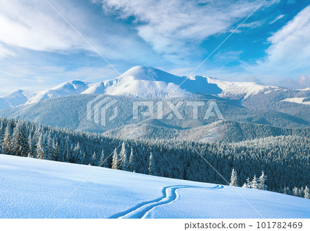 Morning winter calm mountain landscape with ski track and coniferous forest on slope (Goverla view - the highest mount in Ukrainian Carpathian). 101782469