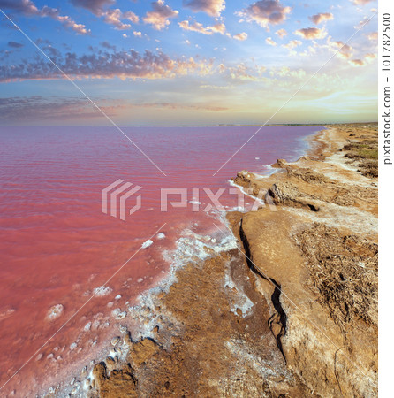 Pink extremely salty Syvash Lake, colored by microalgae with crystalline salt depositions. Also known as the Putrid Sea or Rotten Sea. Ukraine, Kherson Region, near Crimea and Arabat Spit. Pink extremely salty Syvash Lake, colored by microalgae with crystalline salt depositions. Also known as the Putrid Sea or Rotten Sea. Ukraine, Kherson Region, near Crimea and Arabat Spit. 101782500
