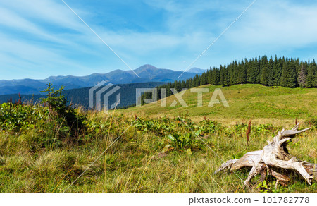 Summer Chornohora mountain ridge view from Vesnjarka plateau (Carpathian, Ukraine). Summer Chornohora mountain ridge view from Vesnjarka plateau (Carpathian, Ukraine). 101782778