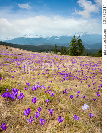 Purple Crocus flowers on spring mountain Purple Crocus flowers on spring mountain 101782814