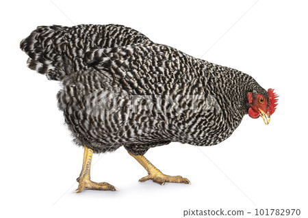 Amrock hen on white background 101782970