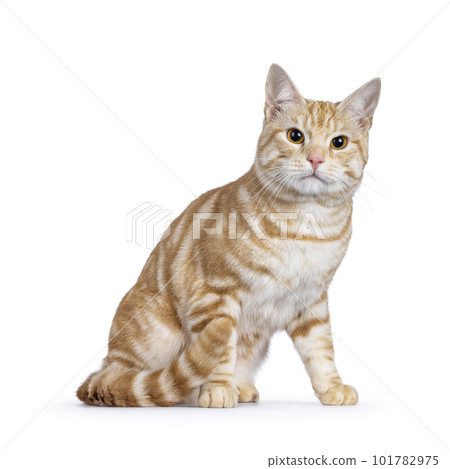 European Shorthair cat on white background European Shorthair cat on white background 101782975