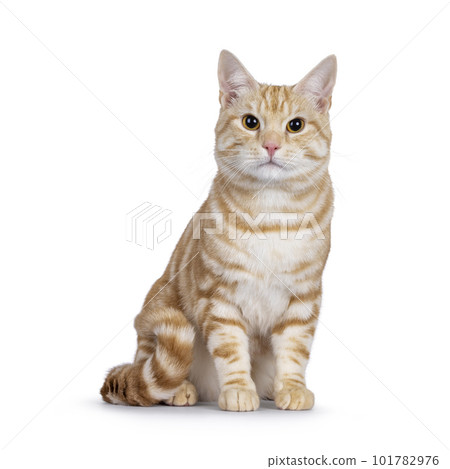 European Shorthair cat on white background European Shorthair cat on white background 101782976