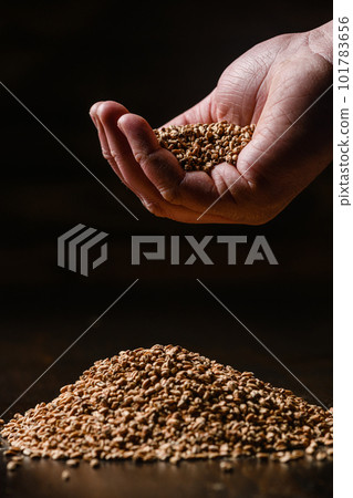 A handful of barley malt on a black background. A handful of barley malt on a black background. 101783656