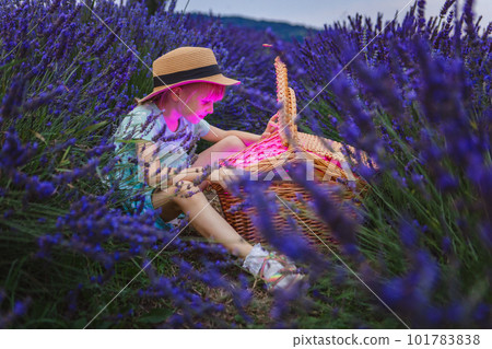 There is a girl in a hat peering into a magic basket in the middle of a field of lavender There is a girl in a hat peering into a magic basket in the middle of a field of lavender 101783838