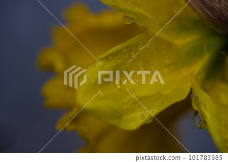 Daffodil flower in the spring garden 101783985
