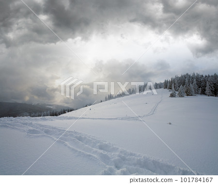 Winter evening overcast mountain landscape with fir trees and hiking tracks on slope, Kukol Mount, Carpathian Mountains, Ukraine. Winter evening overcast mountain landscape with fir trees and hiking tracks on slope, Kukol Mount, Carpathian Mountains, Ukraine. 101784167