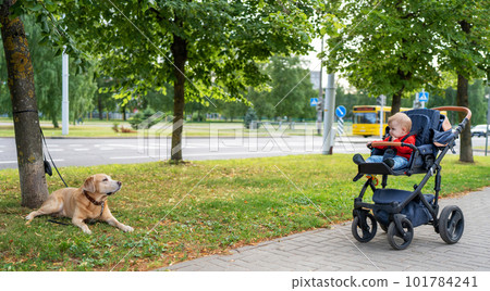 Dog 2024 pushchair labrador