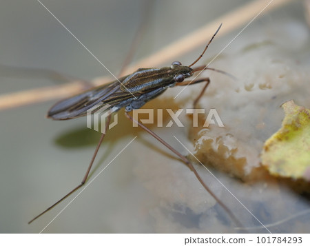 A water strider in the park pond 101784293