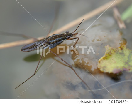 公園池塘里的一隻水黽 101784294