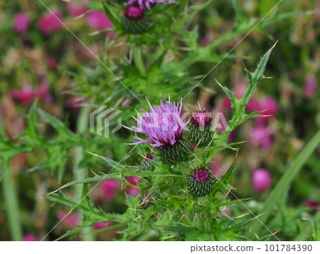 美麗的薊花在雨中濕潤 101784390