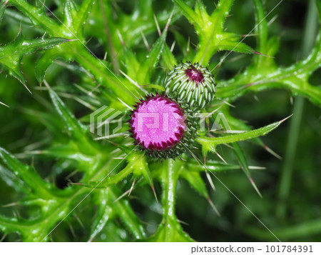 美麗的薊花在雨中濕潤 101784391
